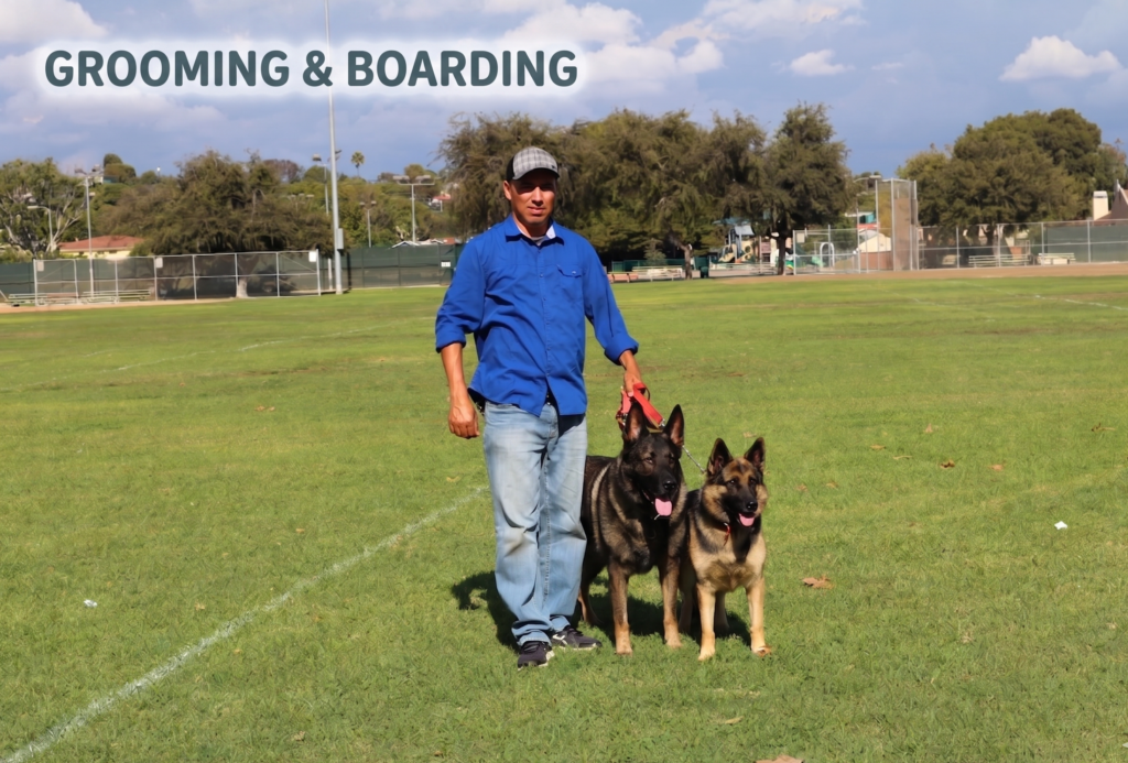 CA Pet Company providing professional dog walking and behavior socialization for two German Shepherds in a Los Angeles park.