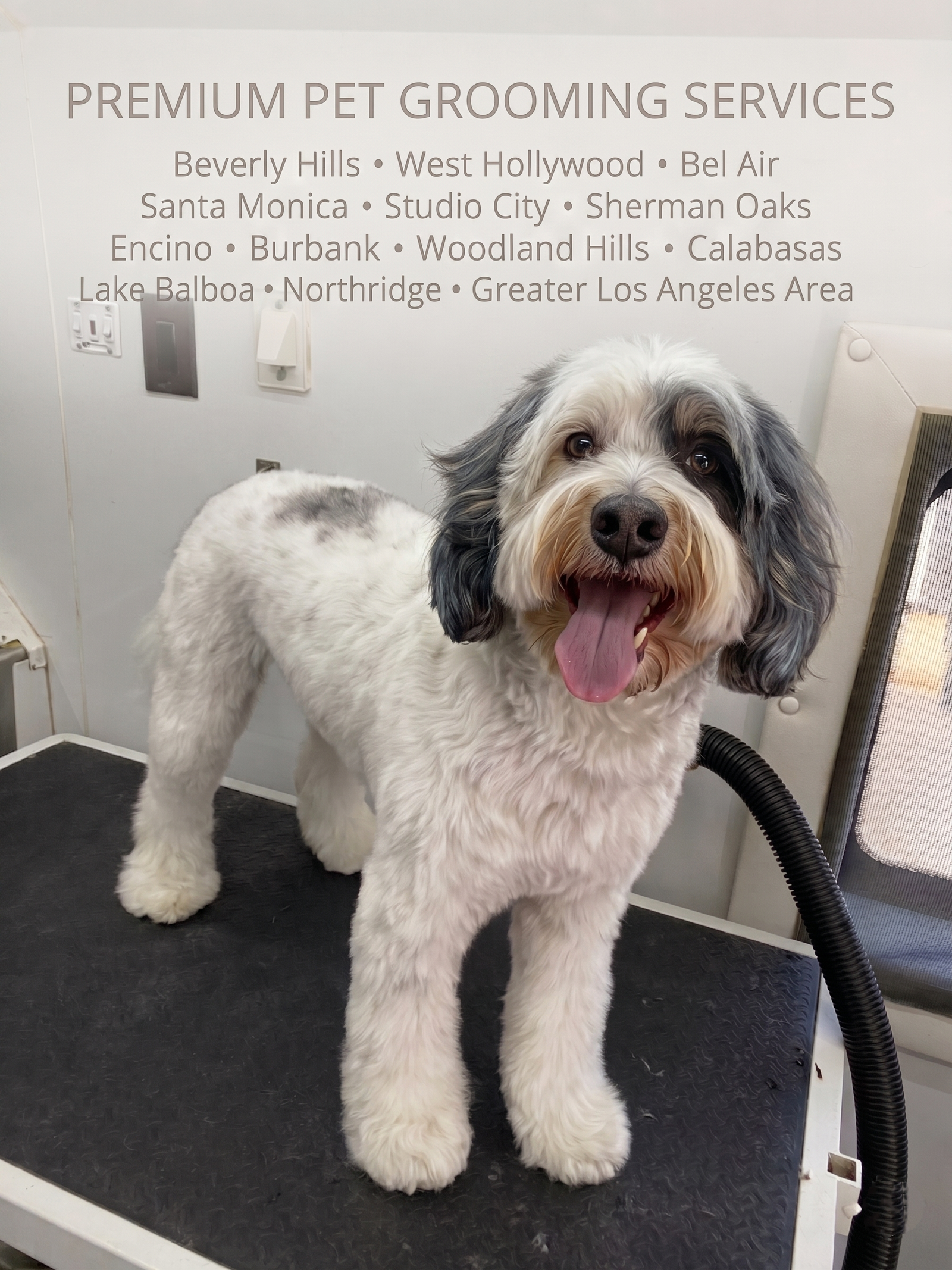 Professional mobile dog grooming in Los Angeles featuring a happy, freshly groomed dog from CA Pet Company.