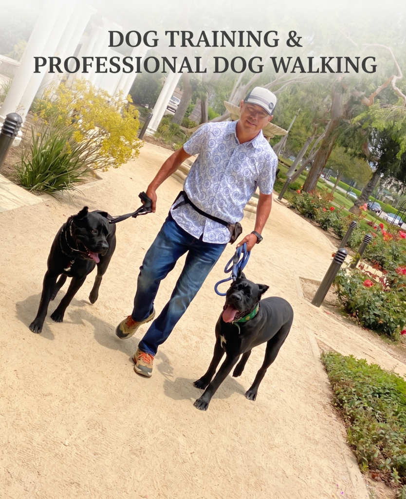 Professional dog walking and behavior training in Los Angeles with Mr. Alas of CA Pet Company, featuring two large black dogs on a guided walk.